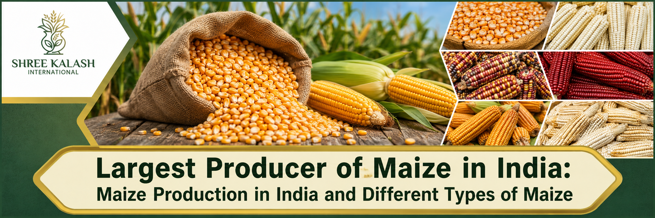 Maize Production in India: Top States, Types & Industry
